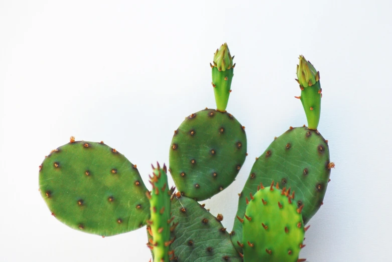 small cactus with three green leaves against a white background