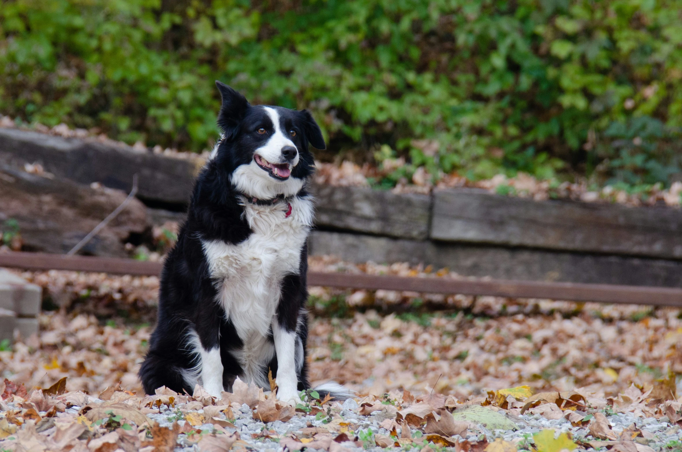 the black and white dog is posing for the camera