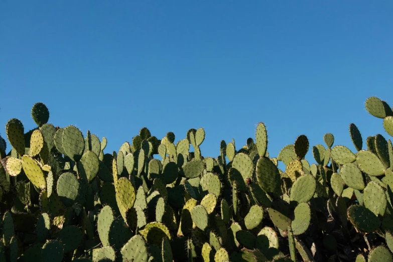 many green cactus plants with a clear sky behind them