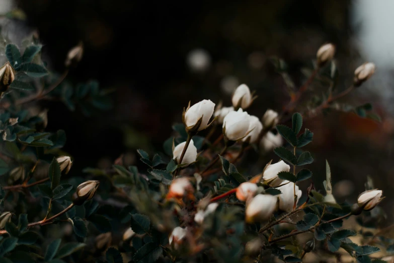 the white flowers are blooming on the trees