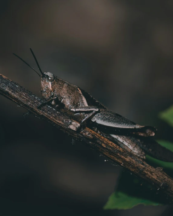 an insect is standing on a nch