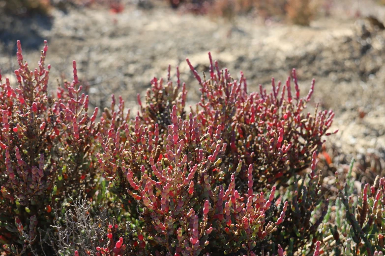 small flowers grow in an outcropped desert area