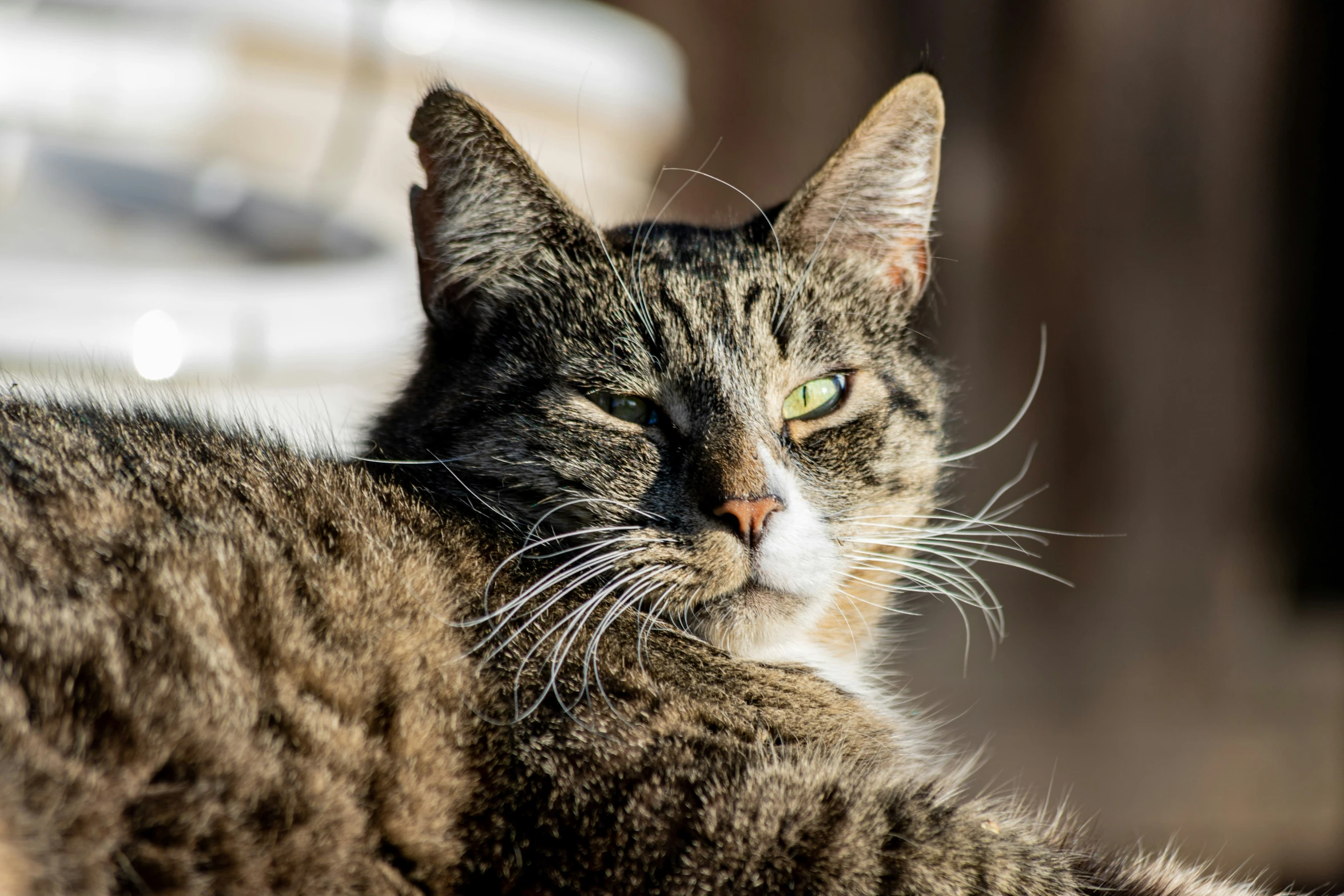 a cat sits on the back of an outdoor bench