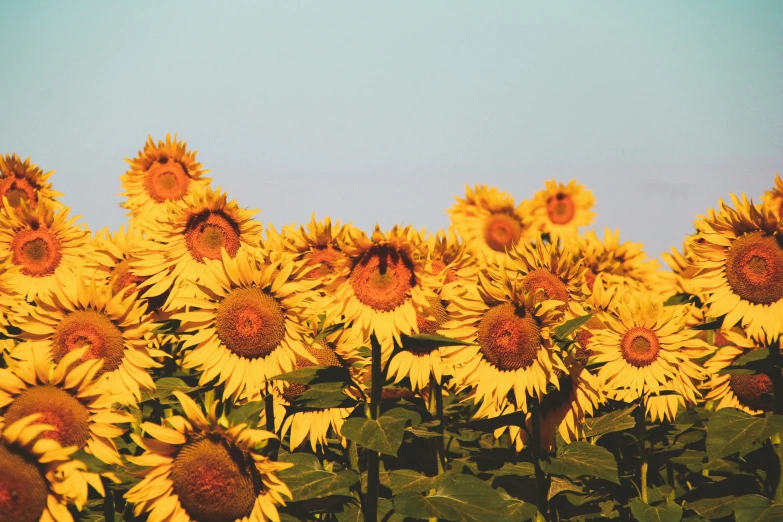 large sunflowers in a field with blue sky