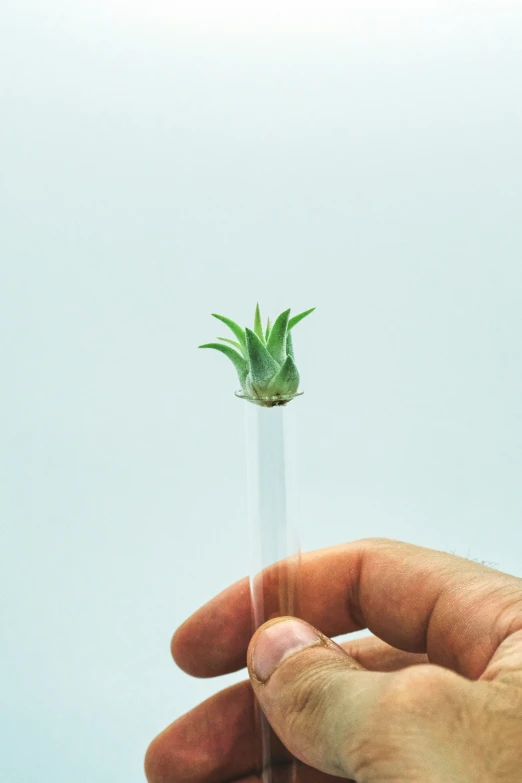 a person holding a glass vase with a plant inside of it