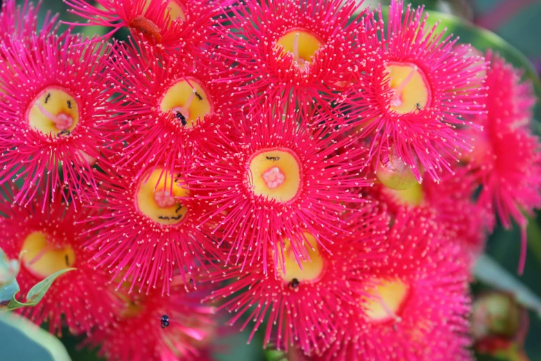 the pink flowers are all blooming in the yard