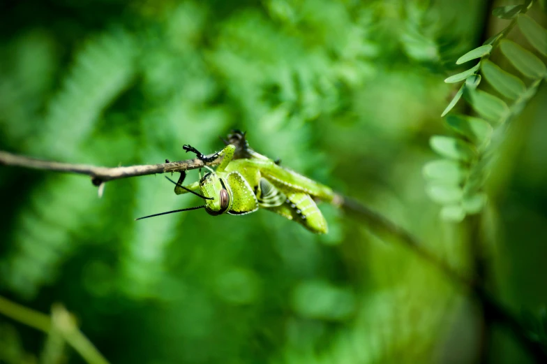 a insect is perched on a twig in the forest