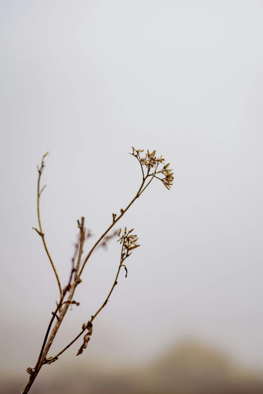 a bird is perched on a limb of a plant