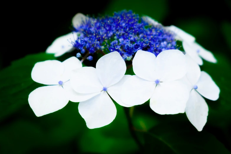 white and blue flowers with leaves and blurry background