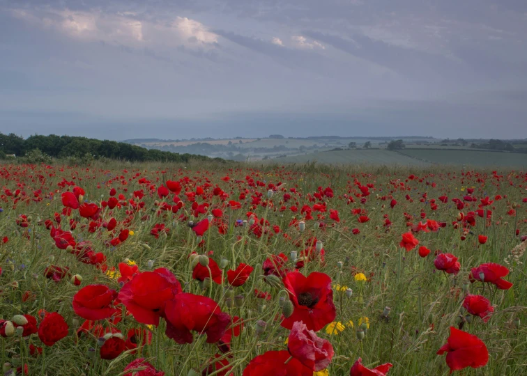 a field full of red flowers and tall grass