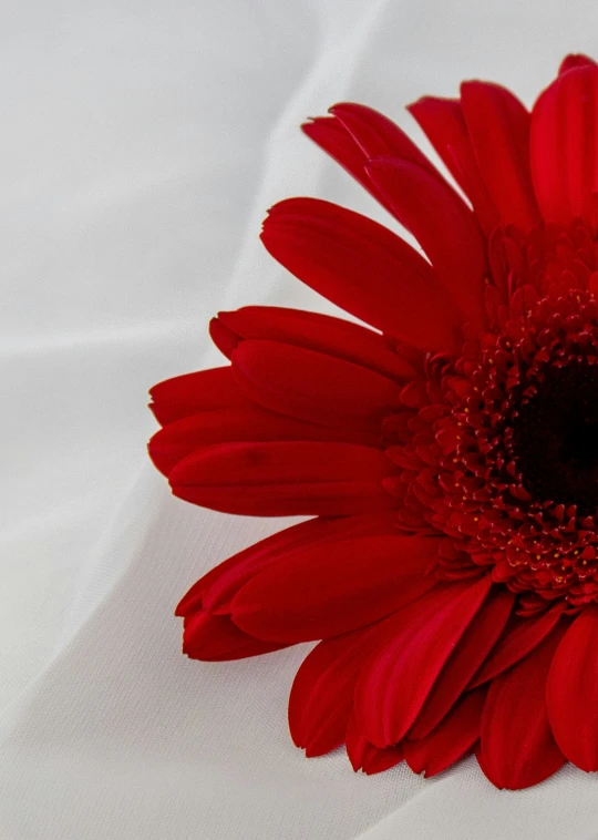 the red flower is being displayed on the white cloth