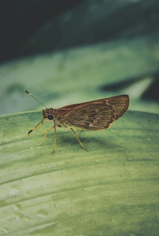 a bug that is sitting on a leaf