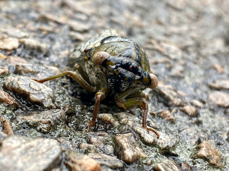 the brown and black bug is walking across the pavement