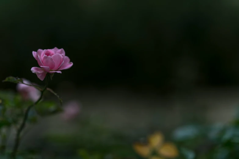 some small pink flowers in the grass