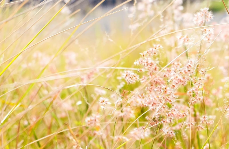 a bunch of grass and pink flowers in a field