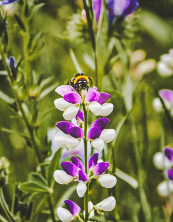 a bee sitting on top of a white and purple flower