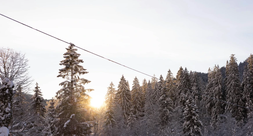 a person riding skis on a wire next to pine trees