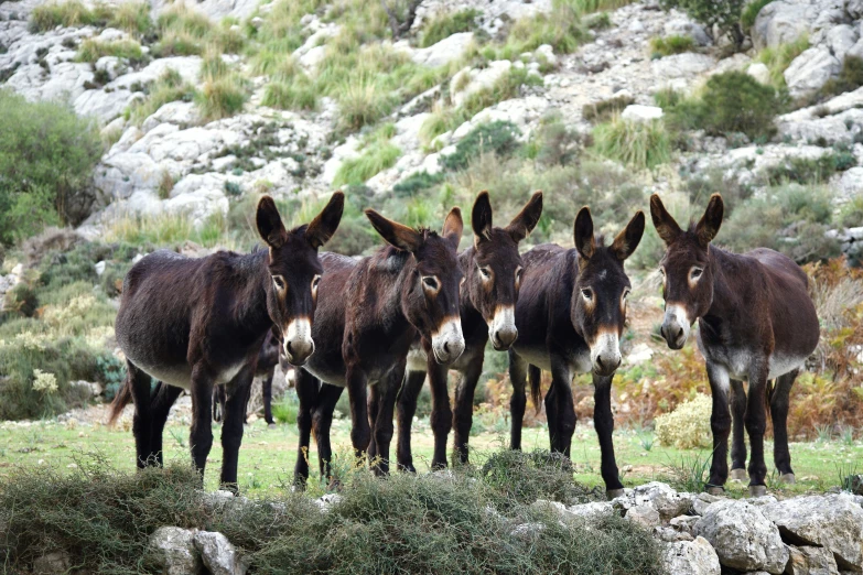 six donkeys are standing close together in the grass