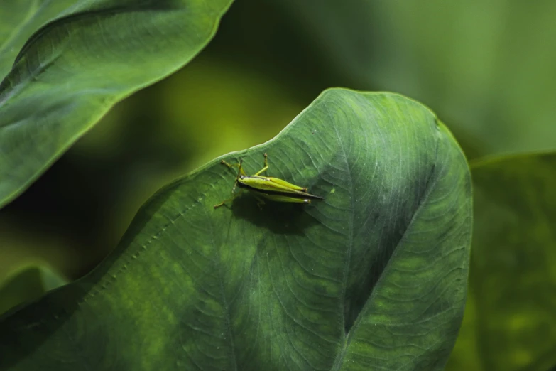 a close up of a green bug on a leaf