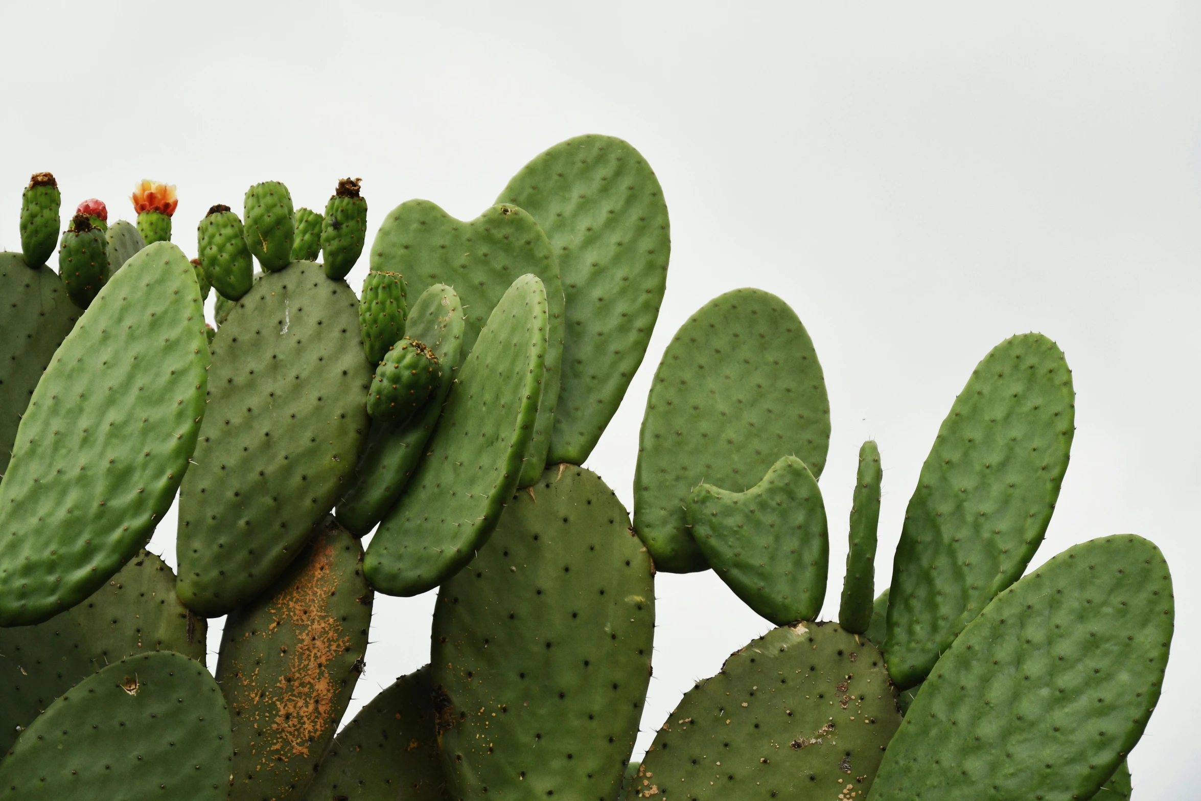 many cactus plants growing up against the sky