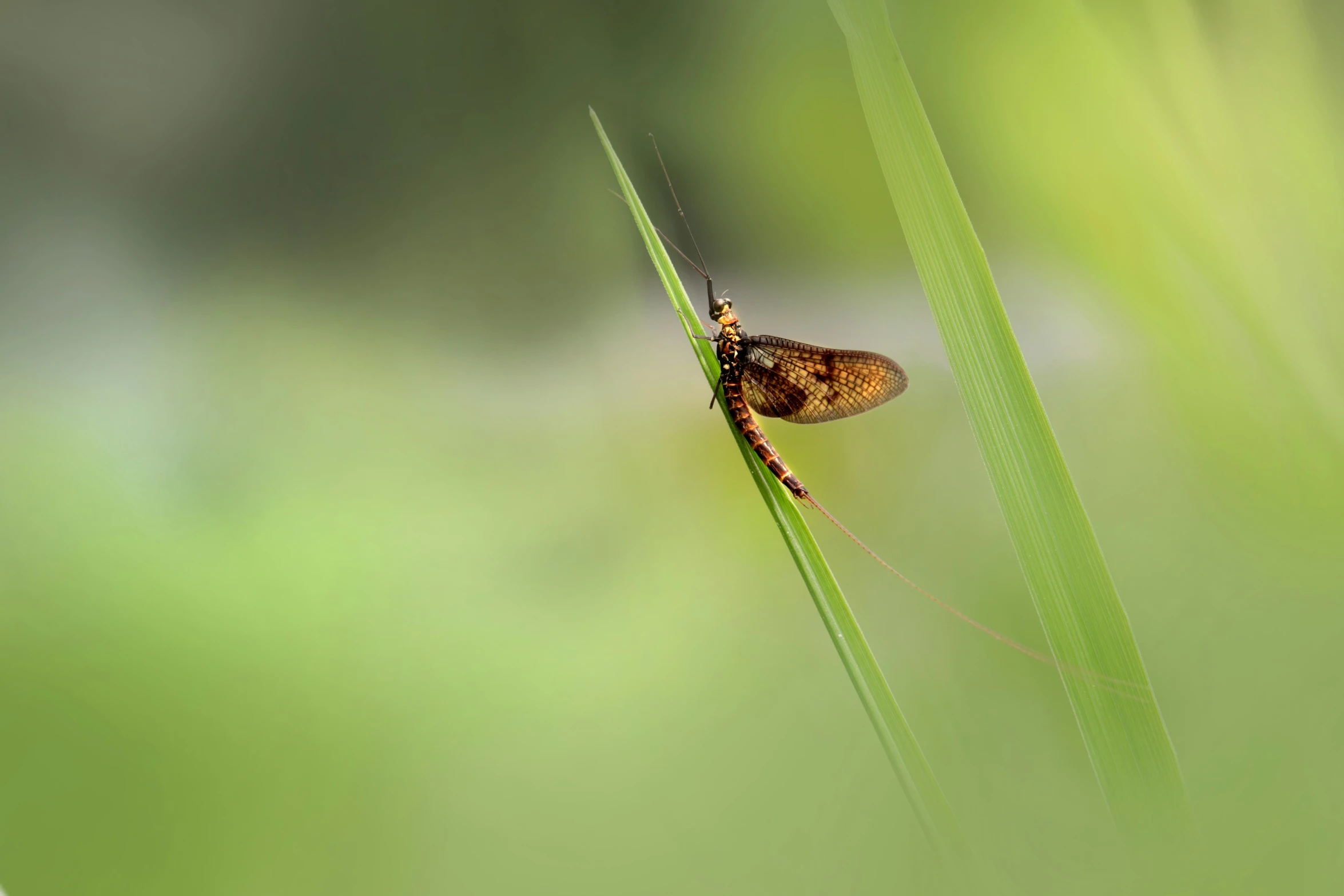 there is a small insect that is sitting on the green grass