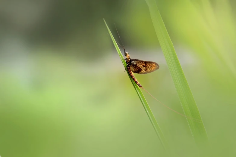 there is a small insect that is sitting on the green grass