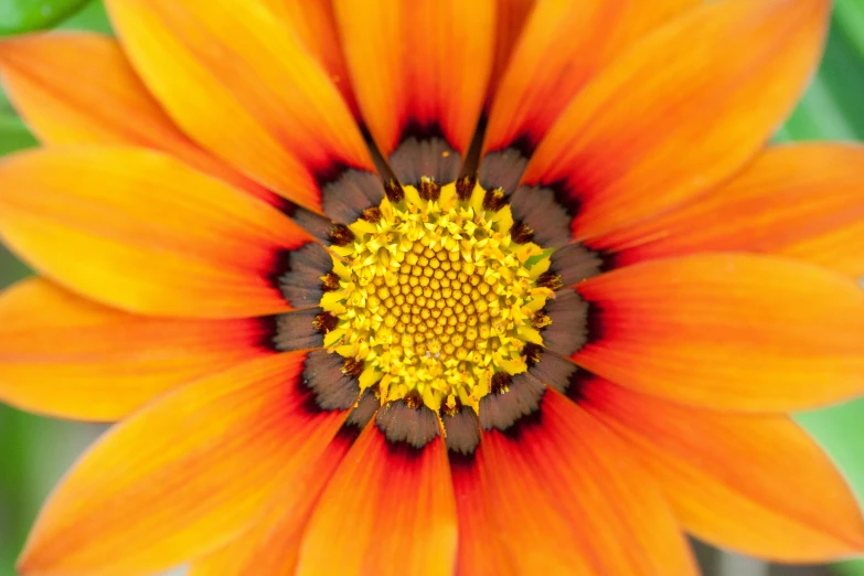 a close up of a yellow and brown flower