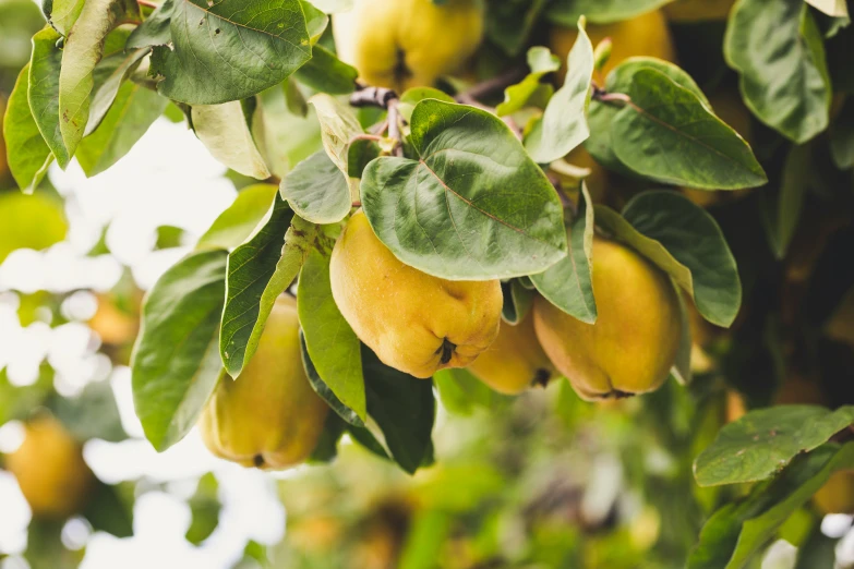 a bunch of fruit on a tree nch