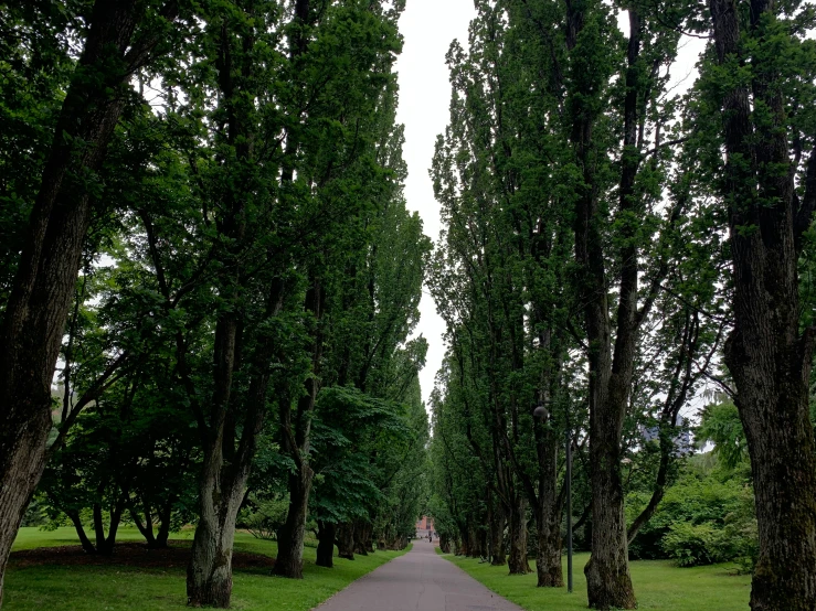 a path lined with tall, green trees in the rain