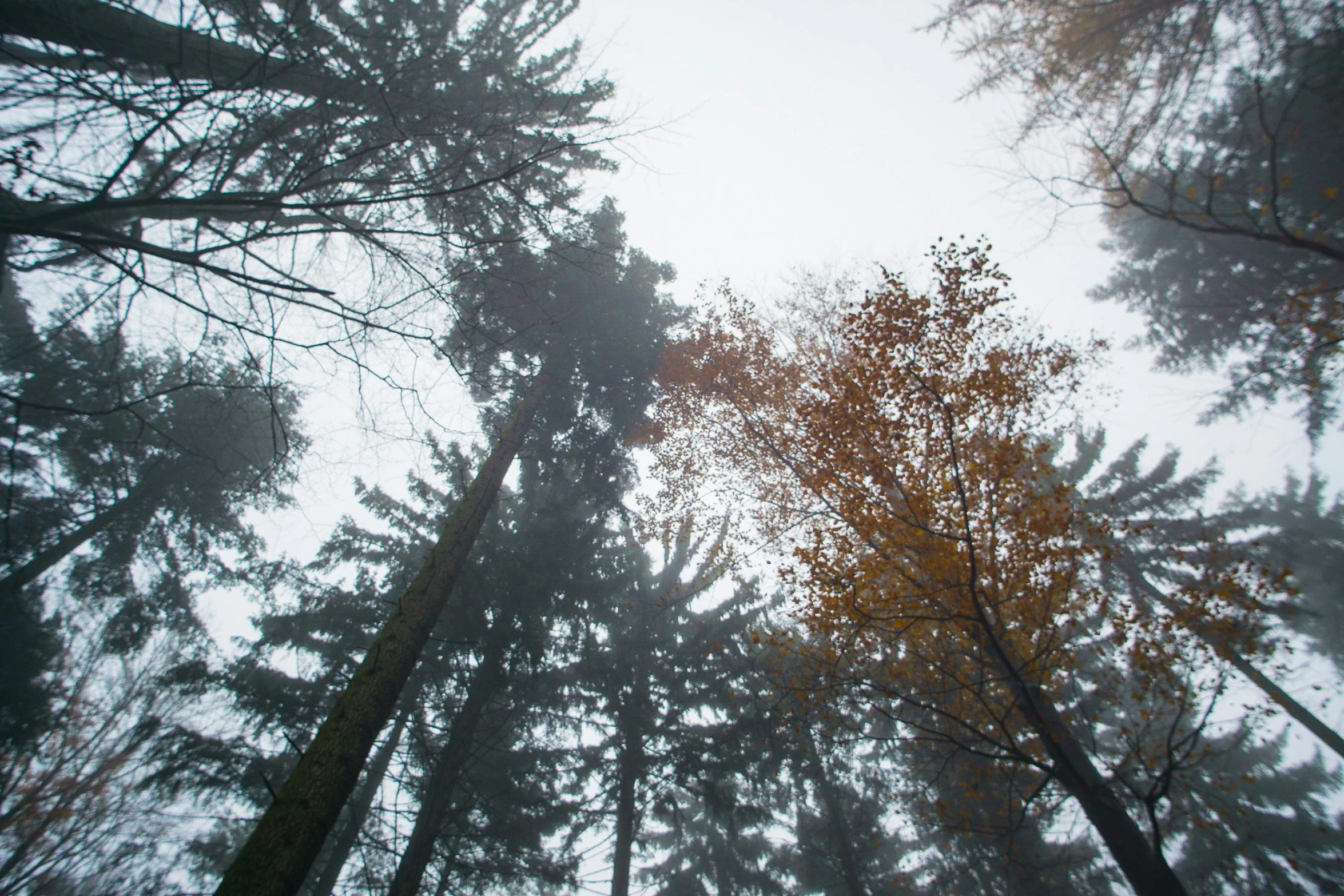 the tops of tall trees in a misty forest