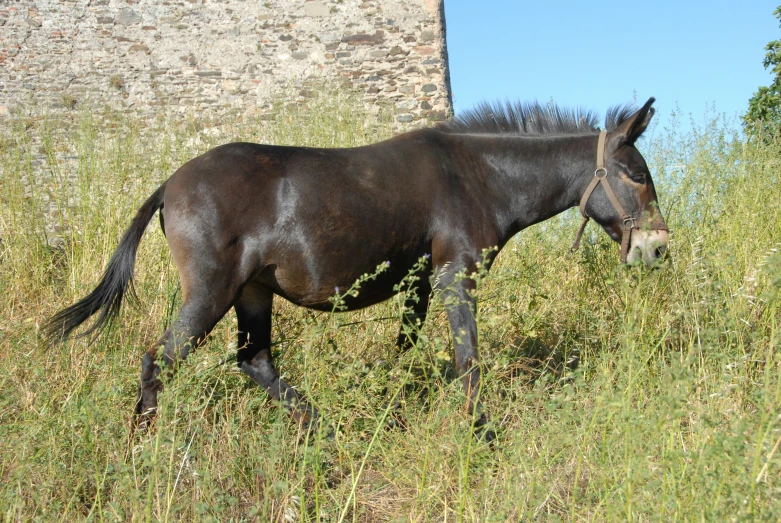 a black horse grazing in a field next to an old building