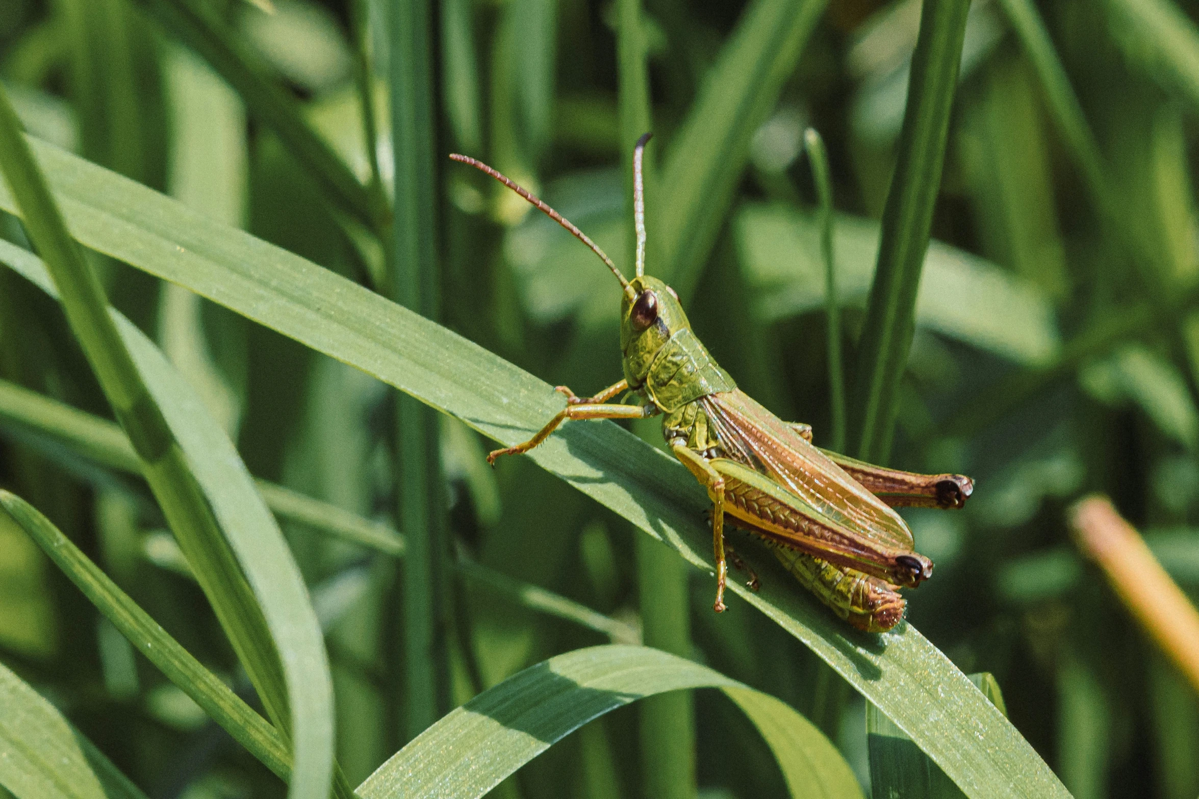 a close up of a small grasshopper sitting on a stalk