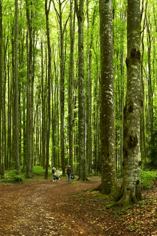 a woman riding her bicycle on a leaf covered trail through the woods