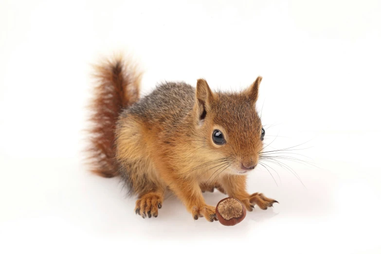 small squirrel with big paws eating a nut