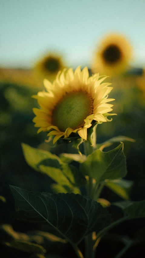 there is a sunflower growing on a sunny day