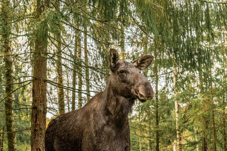 a moose in the woods is standing close by