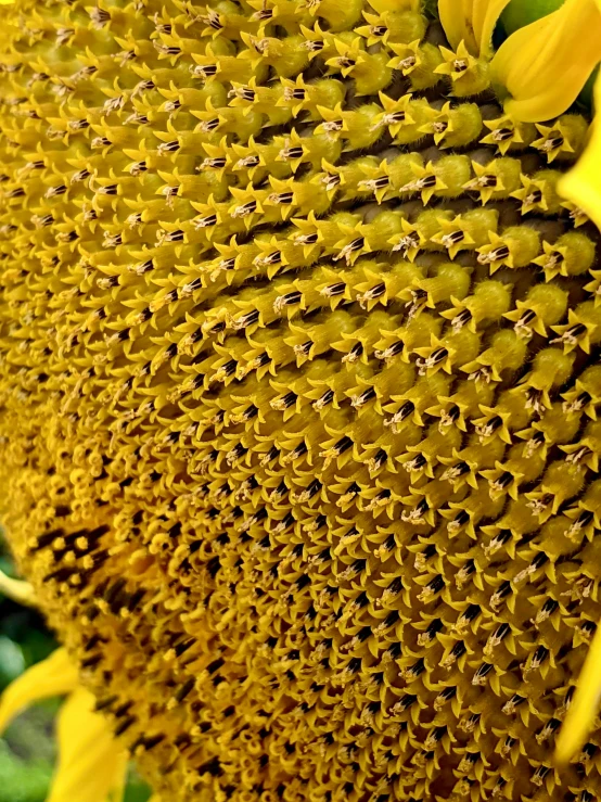 closeup of a sunflower with several bees