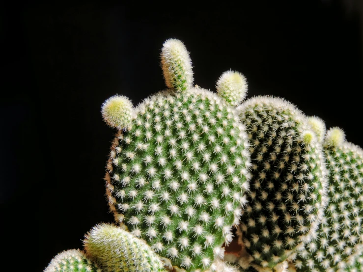 close up pograph of three green cactus plants