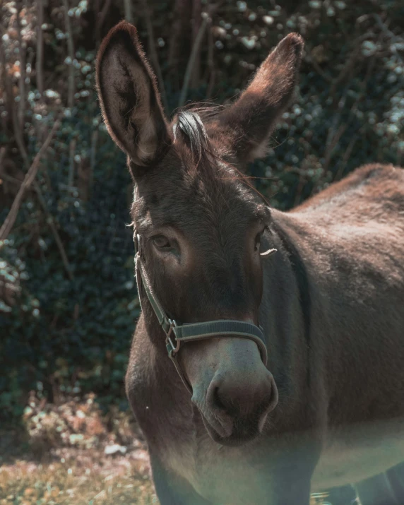 a donkey that is looking at the camera