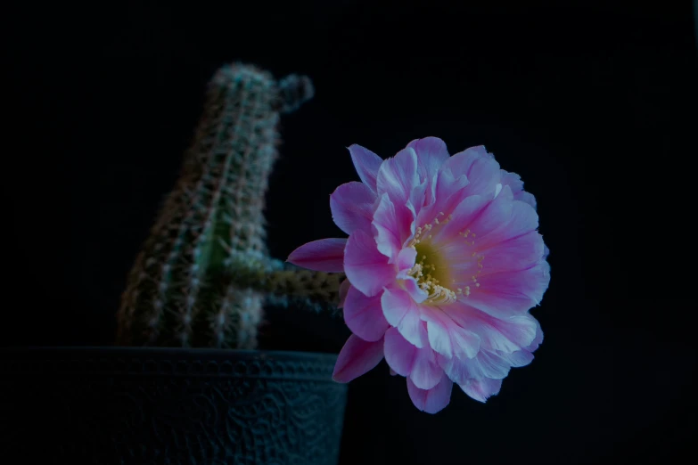 pink flower in front of cactus on black background