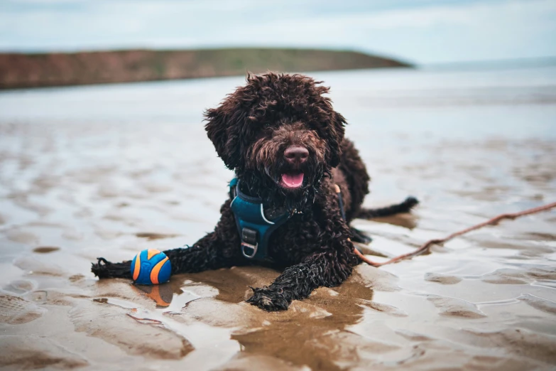 a black dog sits on the beach by himself