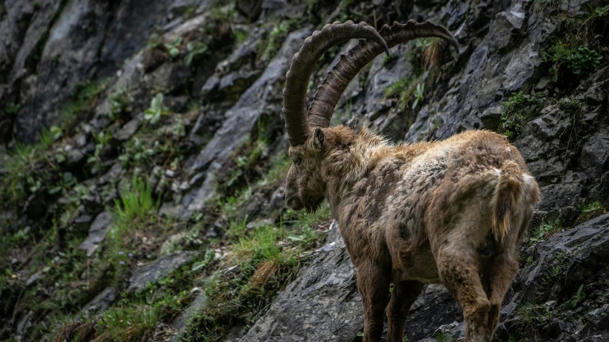 an animal that is standing on some rocks