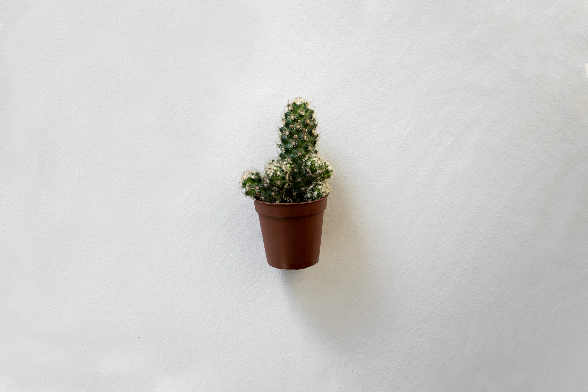 small potted plant against a plain wall