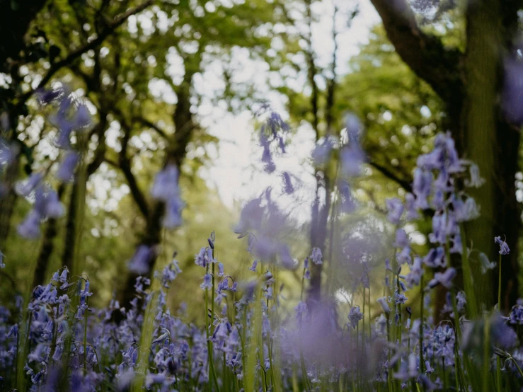 a variety of trees and flowers in a forest