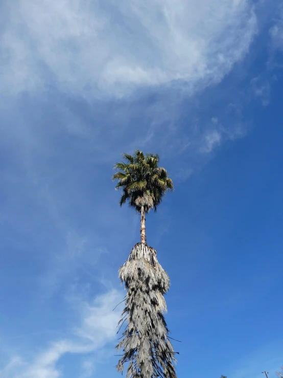 tall palm tree against blue sky and clouds