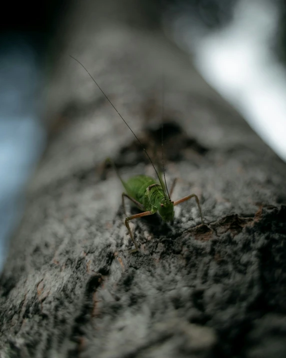 a bug crawling along the side of a tree trunk