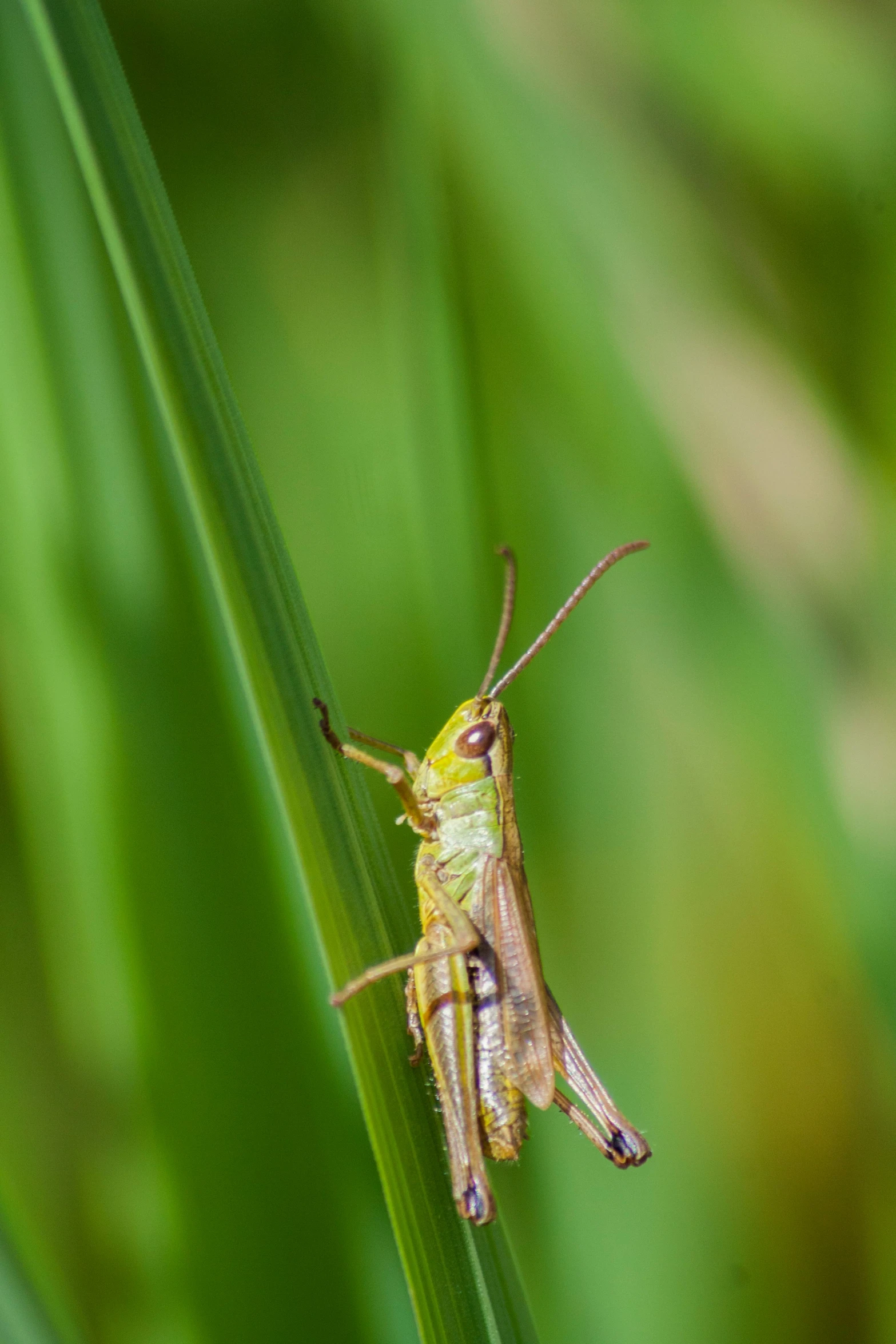 a long legged bug on a grass blade