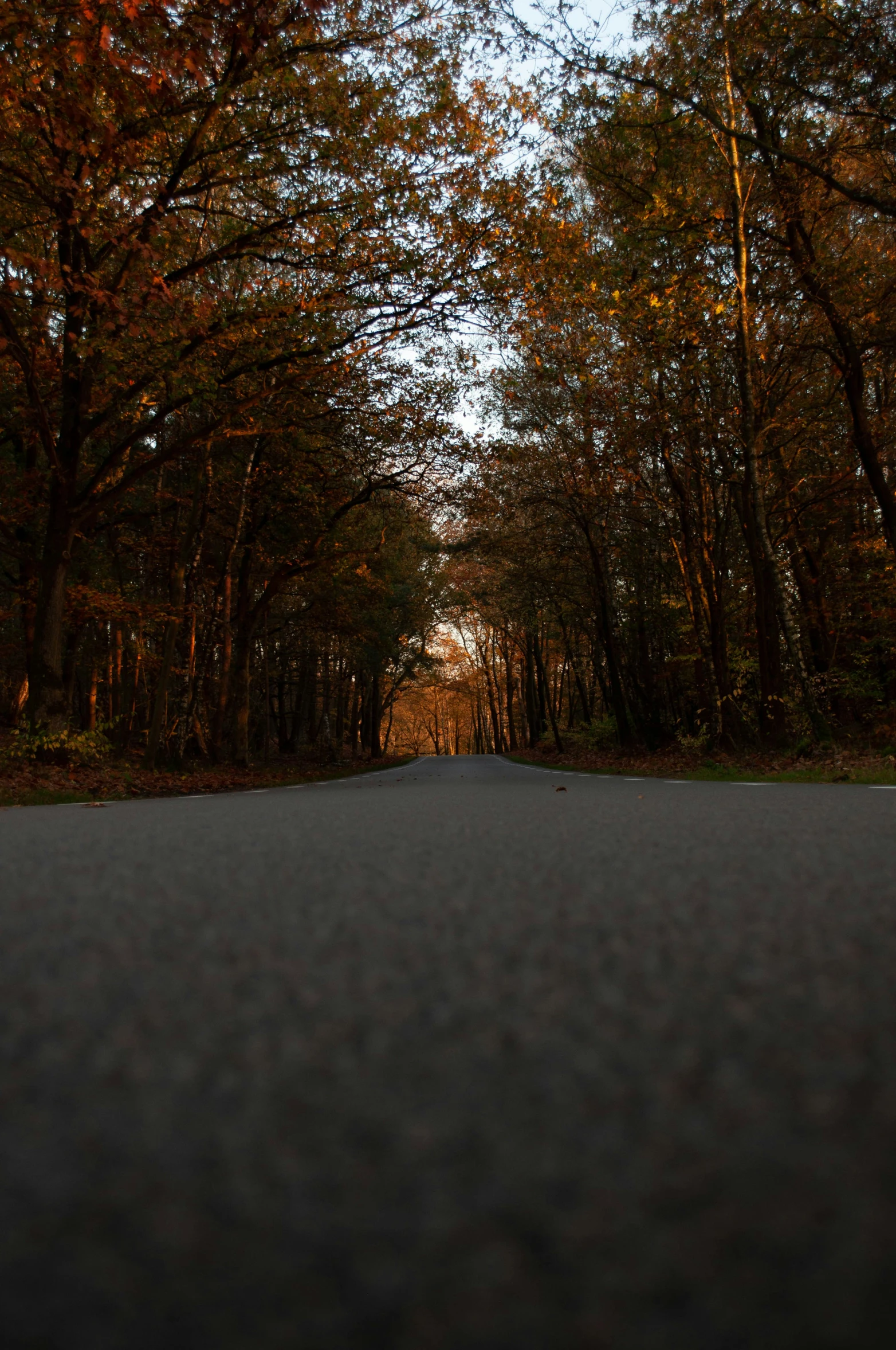 a view of a street between two trees from a car window