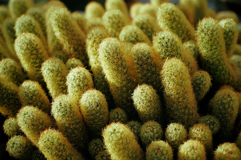 the green plant with brown spots has many long petals