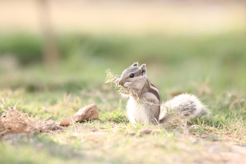 a chipper eating some food while standing on the grass